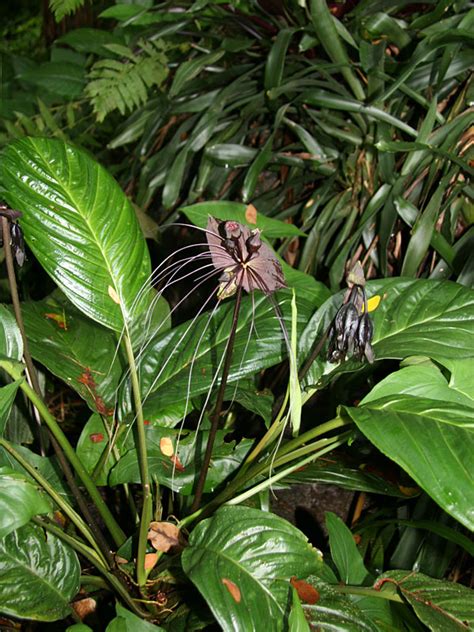 Black Bat Flower Plant (tacca chantrieri) – Urban Tropicals