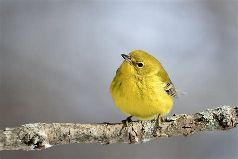 Pine Warbler Male By Jackie B Elmore Jefferson C Flickr