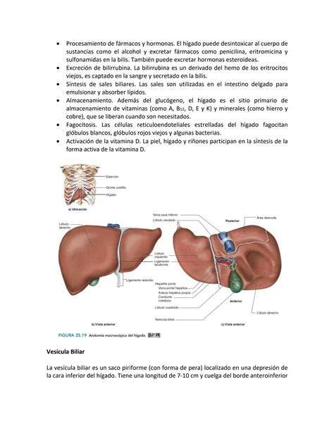 SOLUTION Hígado y vesícula biliar Liver and gallbladder Studypool