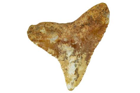 .89" Fossil Bull Shark Tooth (Carcharhinus) - Angola (#259475) For Sale - FossilEra.com