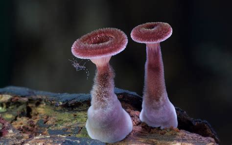 20 Beautiful Mushrooms That Will Make You Think Youre On Them