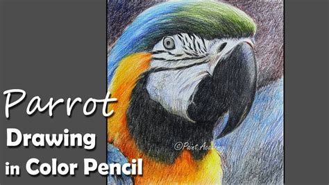 How To Draw A Realistic Parrot Step By Step - Infoupdate.org