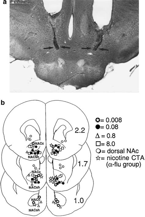 Histological Analysis Of Intra Vta And Intra Nac Bilateral Cannulae