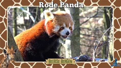 Beekse Bergen De Rode Panda Aan Het Eten Youtube