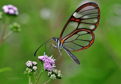 Stunning Photos of the Glass-winged Butterfly