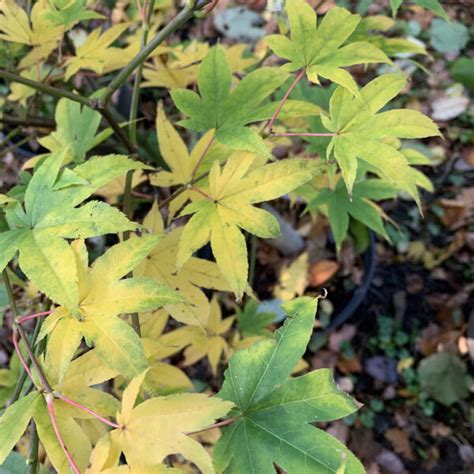 Acer Palmatum Utsu Semi Poppins Plants