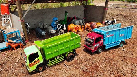 Woow Proses Potong Sapi Kurban Kambing Truk Oleng Angkut Sapi Lucu