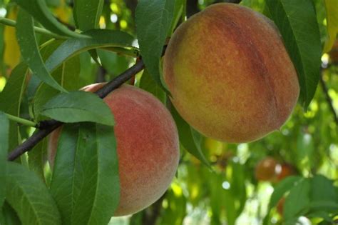 How To Grow Peach Trees Stark Bros