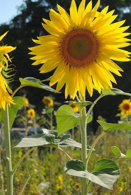 Pin Von Michele Sartin Auf Follow The Sun Sunflowers Blumen