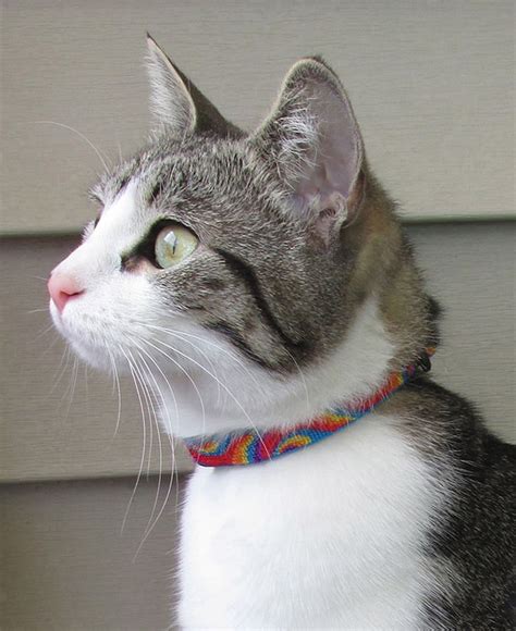 Small Pet Collars | Lupine Cat Collars | Dog Tag Art