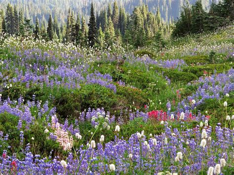 Mount Rainier National Park Flowers