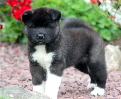 Akita Mix Puppies for Sale - Keystone Puppies