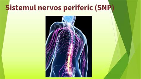 Sistemul Nervos Periferic SNP YouTube