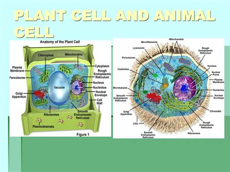 PPT - PLANT CELL AND ANIMAL CELL PowerPoint Presentation, free download - ID:2686842