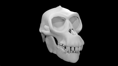 3d Model Monkey Skull Vr Ar Low Poly Cgtrader