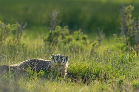 Colorado Badger I Have Been Looking For A Badger For Years Flickr