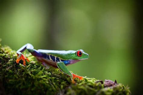 Wall Art Photograph Red Eyed Tree Frog Costa Rica By Dirk Ercken