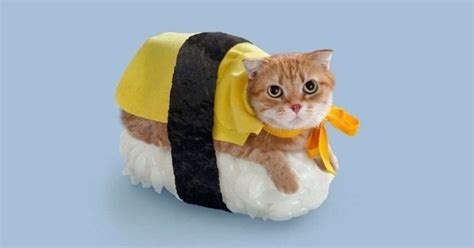 30 Cat Costumes That Are Too Cute | Costume Wall