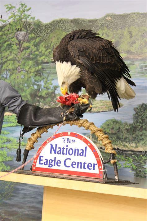 Gust Gab: National Eagle Center - Wabasha, Minnesota