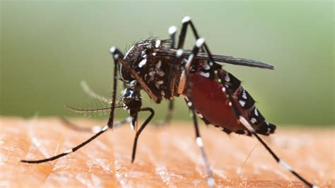 Dengue Fieber Was Sie über Infektionskrankheit wissen sollten