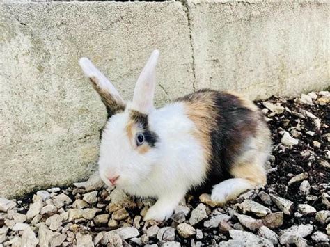 Adoption de Willy Indéfinie lapin nain bélier région Provence Alpes