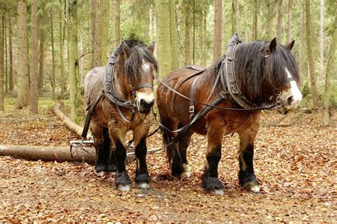 Forest Forest Forestry Rueckepferde Kaltblut Forest Forest