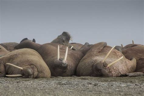 Meet the Walrus in its Natural Habitat | Walrus, Sea life, Habitats