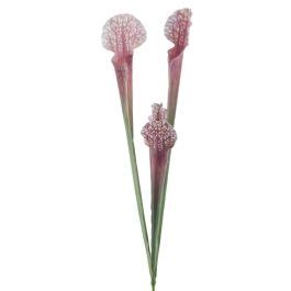 Acheter Des Plante Succulente Artificielle Sarracenia CAMBO Piquet