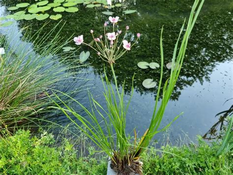 Butomus Umbellatus Schwanenblume Blumenbinse Wasserpflanzen G Rtnerei