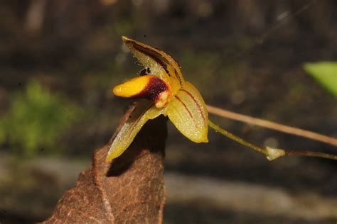 Bulbophyllum Barcelonae Orchidaceae Image At Phytoimages Siu Edu