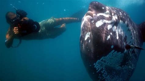 Gigante Misterioso O Que O Peixe Lua Maior Peixe Sseo Do Mundo