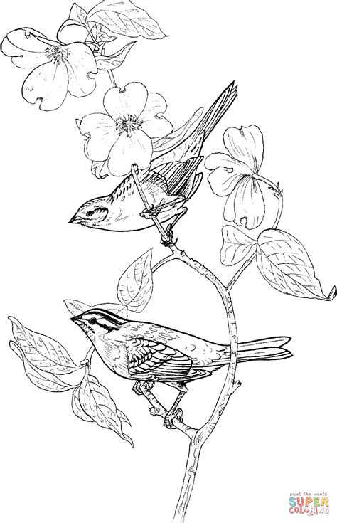 Sparrow Coloring Pages Kidsuki