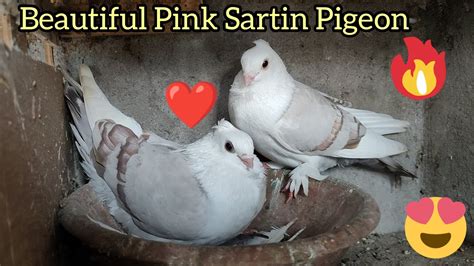 Classic Old Frill Pink Satinette Pigeons Youtube