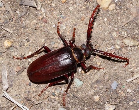 Prionus Lecontei Cuyamaca Woods Cuyamaca Mountains Calif Flickr