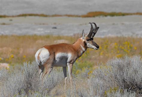 Pronghorn Antelope Antelope Island Ut Joel Beyer Flickr