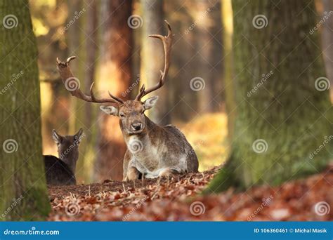 The Wild Nature Of The Czech Republic Beautiful Animal Photo Stock