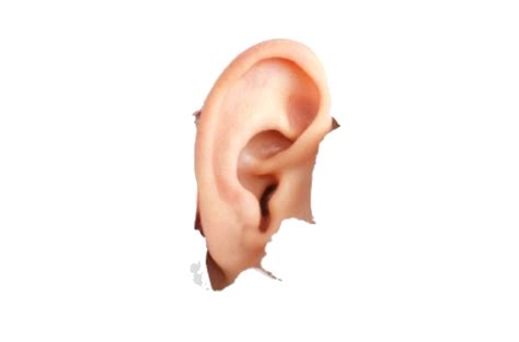 Human Ear PNG Image