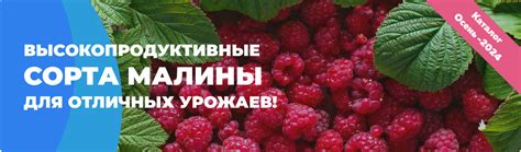 Интернет-магазин саженцев, питомник Омский Садовод - официальный сайт