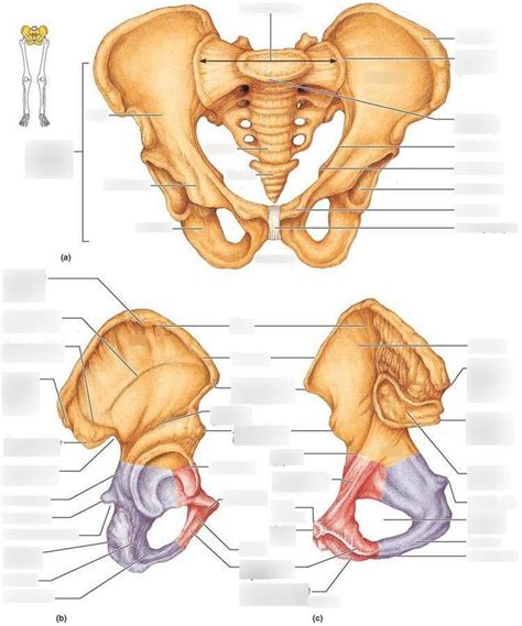 Bony Pelvis Diagram Quizlet