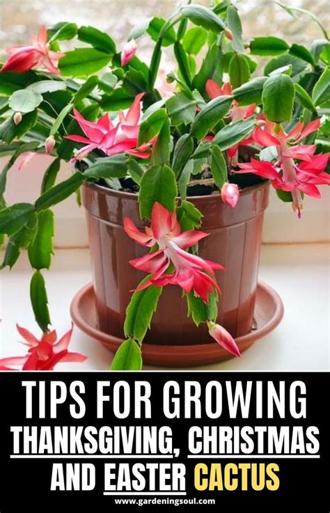 The Ultimate Guide To Easter Thanksgiving Christmas Cactus Succulent