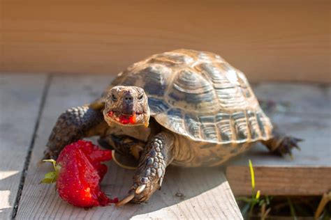 Alimentation De La Tortue D Hermann