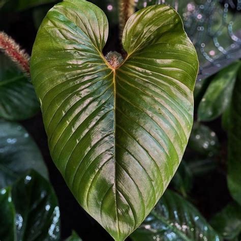 Philodendron Serpens Teak And Terracotta