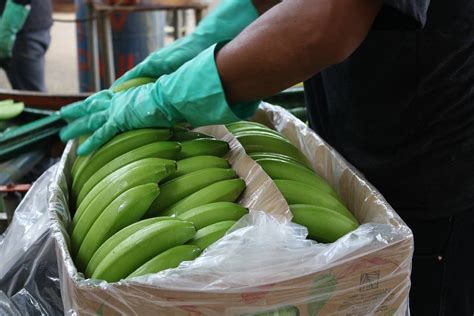 Exportación de banano acumula 4 1 de decrecimiento hasta abril Camae