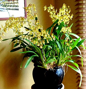 Oncidium - Alchetron, The Free Social Encyclopedia