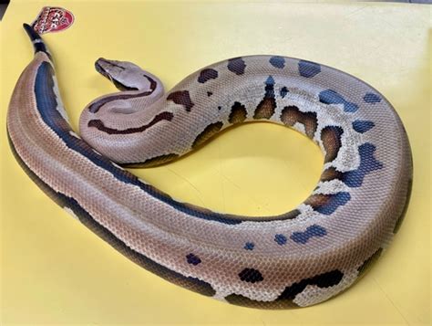 2016 Goldeneye Female Proven Breeder Blood Python By 616 Serpents