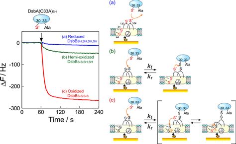 Entropy Driven Mechanisms Between Disulfide Bond Formation Protein A