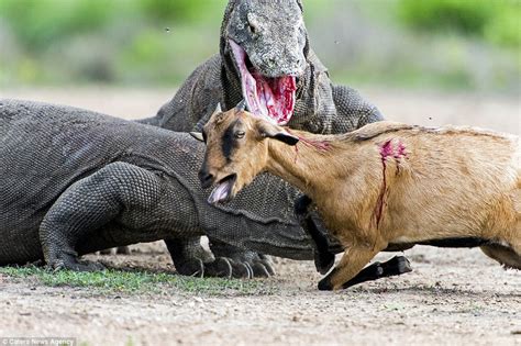 Komodo Dragon Eating Goat