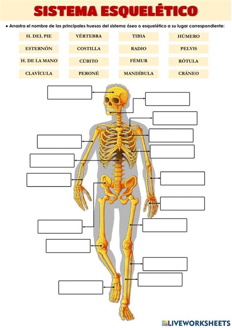 Sistema óseo o esquelético worksheet Huesos del esqueleto humano