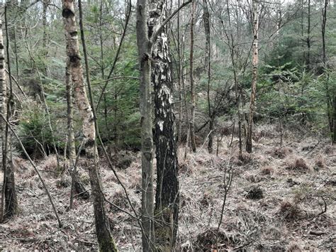 Janneke De Vries On Twitter RT Jobeekman1953 De Hele Veluwe Een