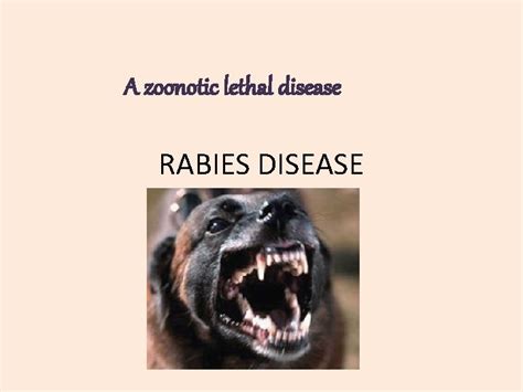 A Zoonotic Lethal Disease Rabies Disease Agent Rhabdoviridae